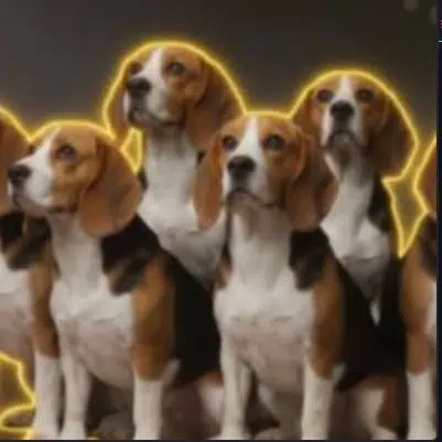 Save The Beagles