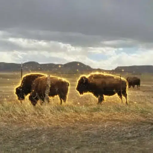 BISON