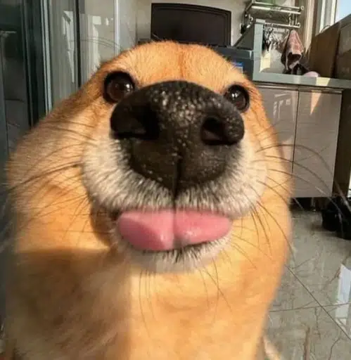 bleh