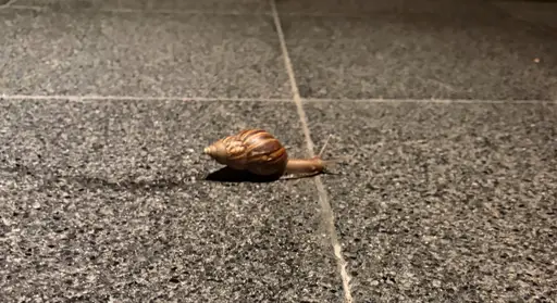 SNAIL