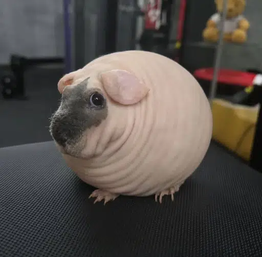 SKINNYPIG