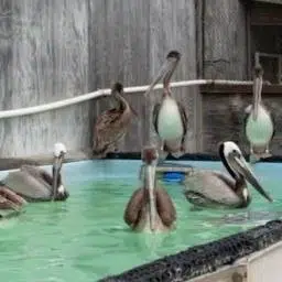 PELICANS
