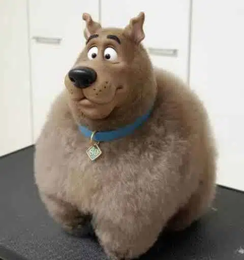 SCOOBERT