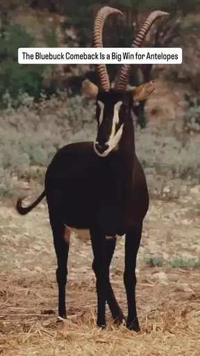 ANTELOPE
