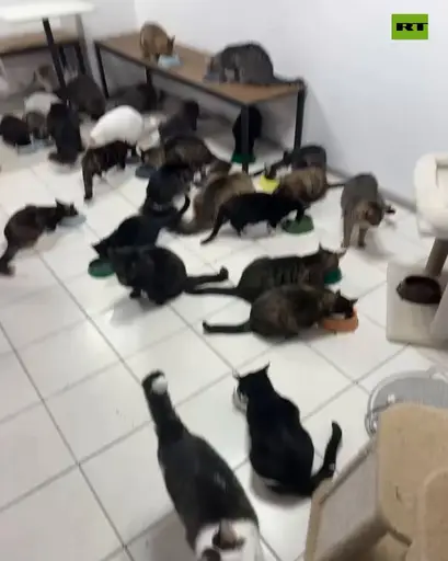 MEOWMEOW