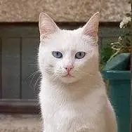 נקו