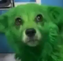 HALAGREEN token