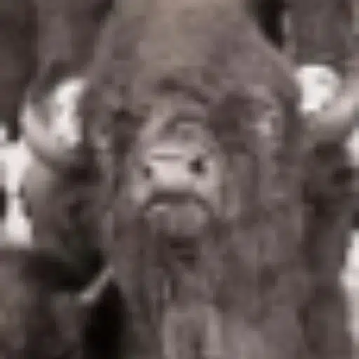 BISON