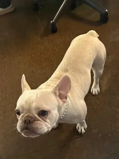 COCO